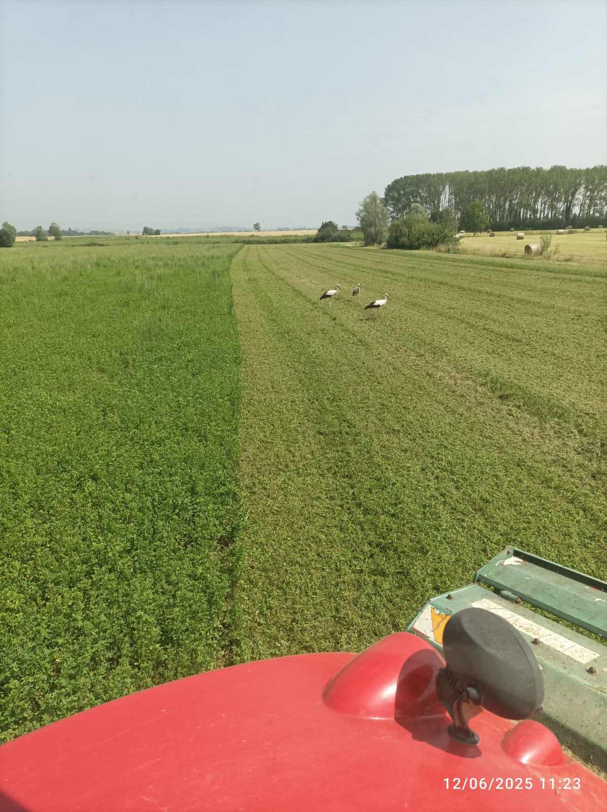 Les-cigognes-alors-que-Jean-Pierre-broie-la-luzerne-min