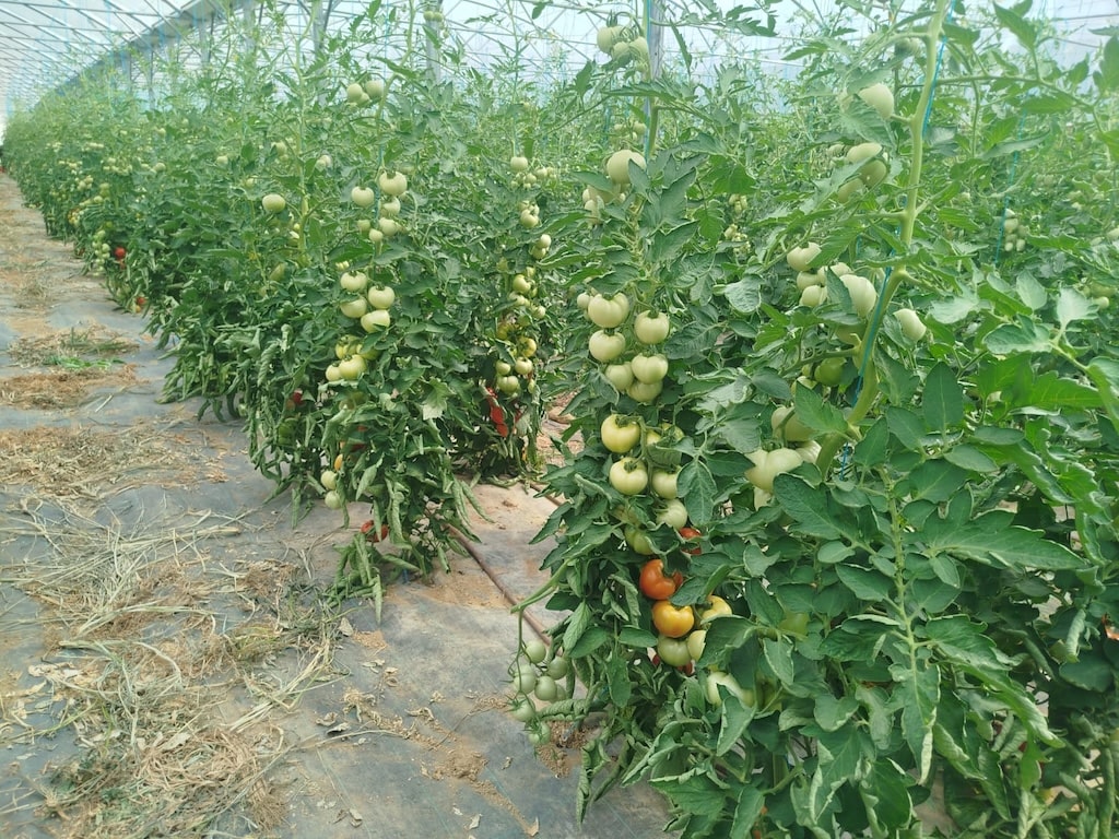 PLANT-TOMATE-min
