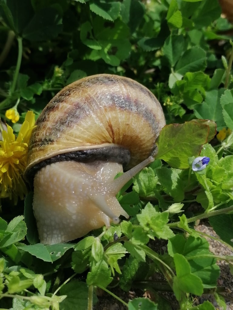 escargot2
