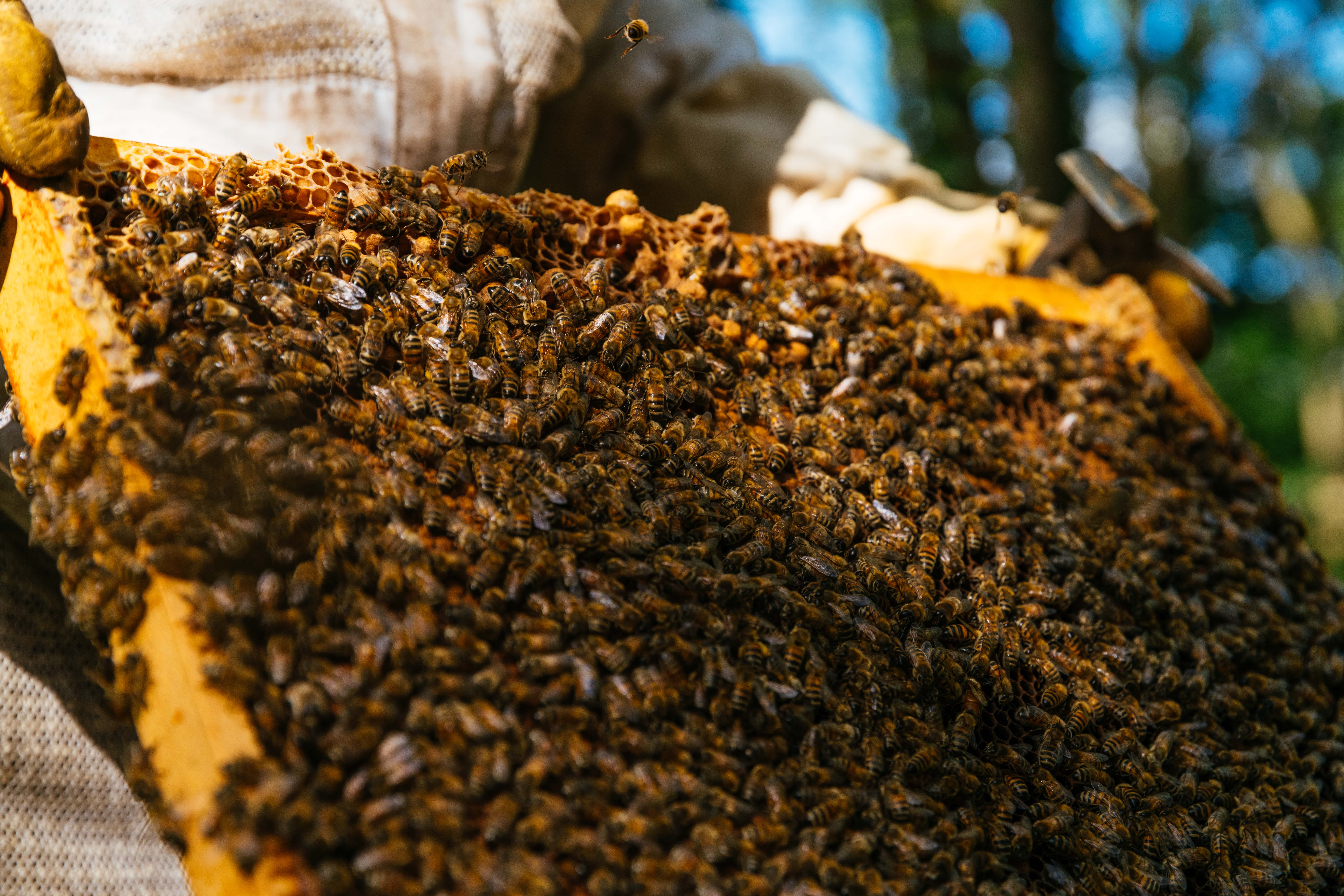 photo-principale-Beekeeper_France-82-min