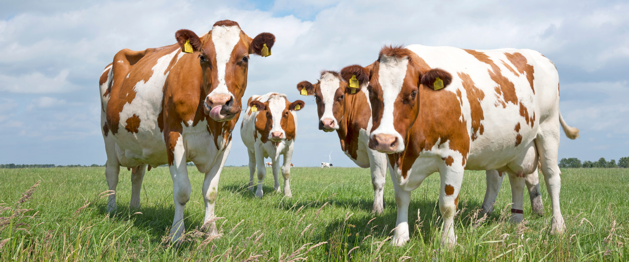 photo-principale_1909649530